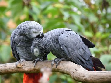 Birds Online Shopping EXPOMX.IN